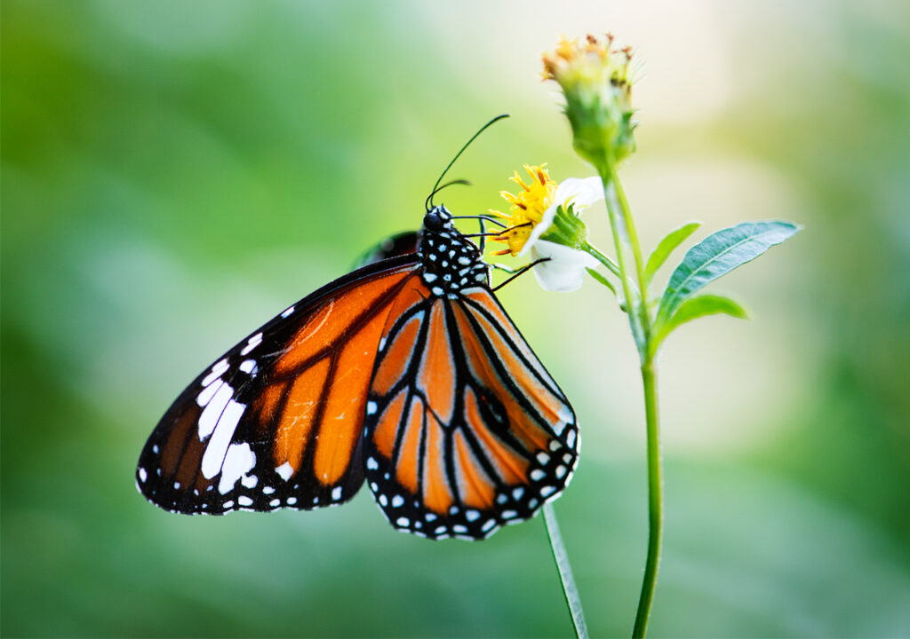 Newly habitat is hard for butterflies to live
  