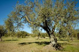 A Petilia gli vengono rubate circa 180 piante di ulivo, le ritrovano sepolte i Carabinieri
  