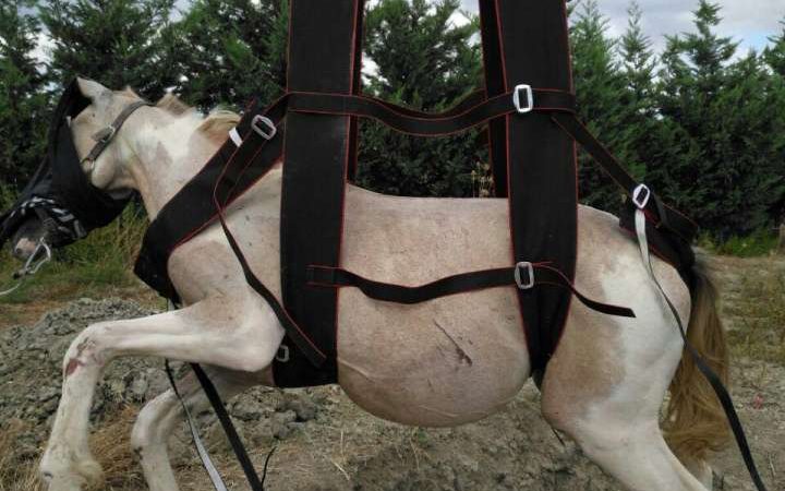 Cavallo salvato dai vigili a Steccato di Cutro