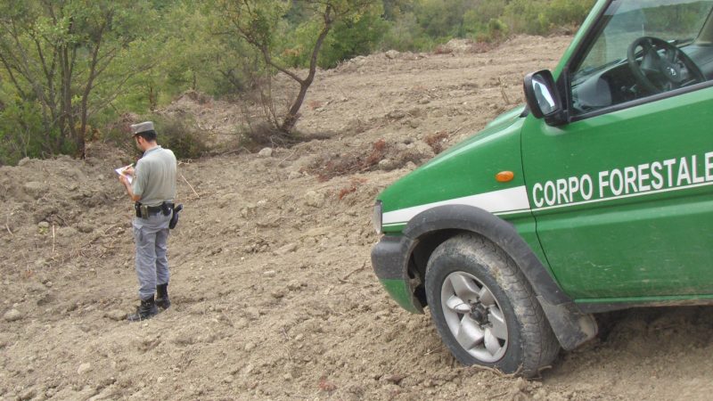 Disboscamento ad Umbriatico, scoperto dai forestali