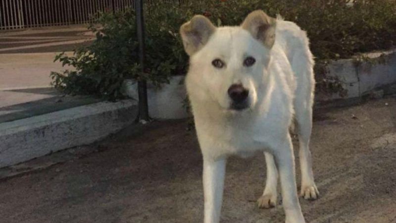 Cane seviziato e ucciso, arrivano le condanne