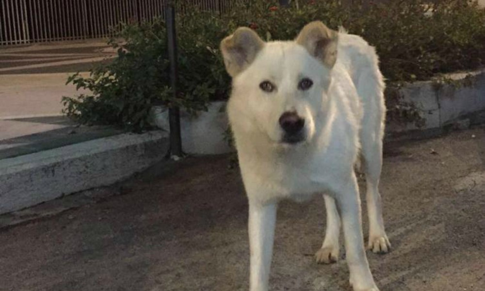 Cane seviziato e ucciso, arrivano le condanne
  