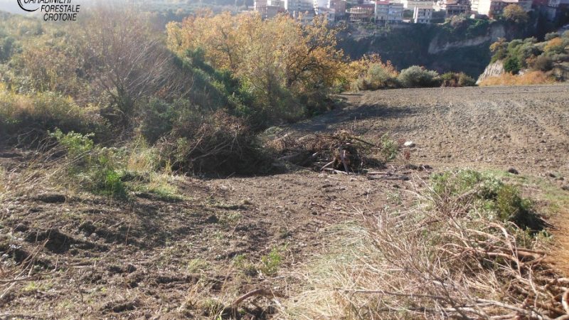 Estirpata macchia mediterranea a Mesoraca