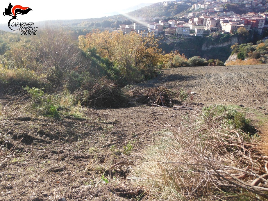 Estirpata macchia mediterranea a Mesoraca