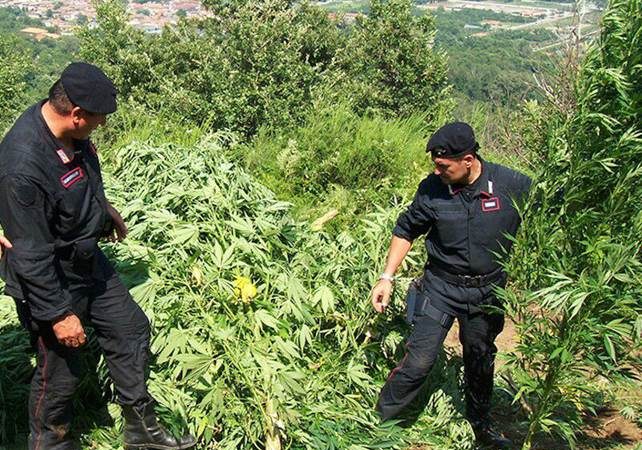 Blizt antidroga: A Caccuri scoperta una piantagione di marijuana