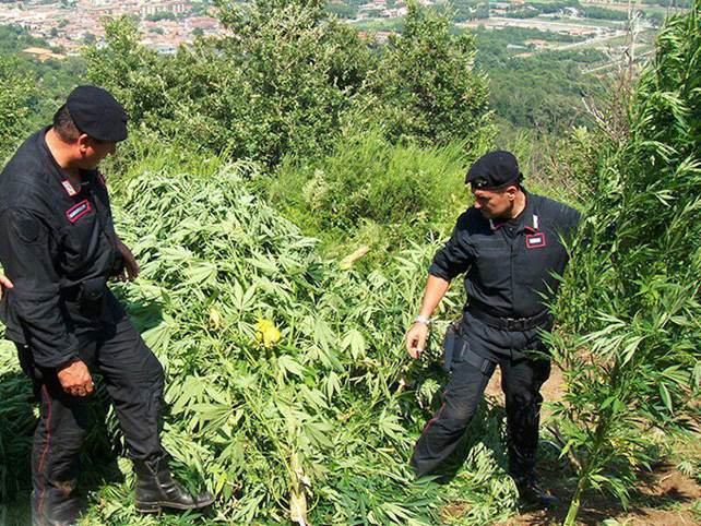 Blizt antidroga: A Caccuri scoperta una piantagione di marijuana