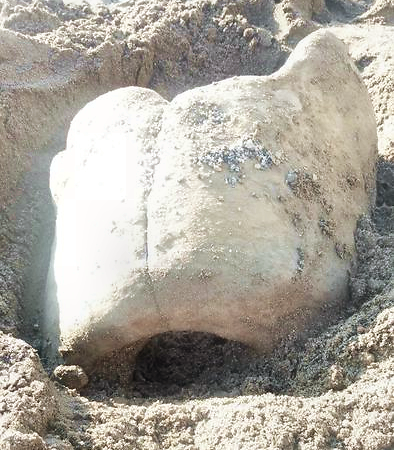 Ritrovati reperti archeologici sulla spiaggia di Praialonga: in corso le analisi approfondite