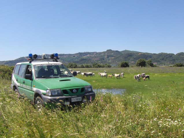 TRUFFA AI DANNI DELL’ARCEA – UN’ALTRA PERSONA DENUNCIATA DALLA FORESTALE
  