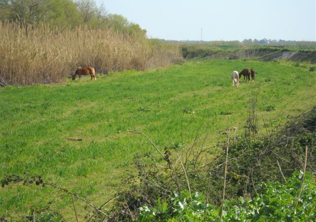 AVEVA RECINTATO UN’AREA DELL’A.R.S.S.A. PER PASCOLARE CAVALLI