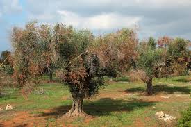 Una nuova soluzione per sconfiggere Xylella: gli ulivi pugliesi non dovranno essere più eradicati
  