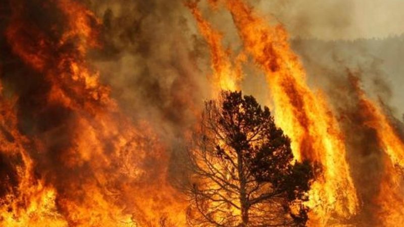 Il sindaco di Cerva esprime gratitudine per Calabria Verde