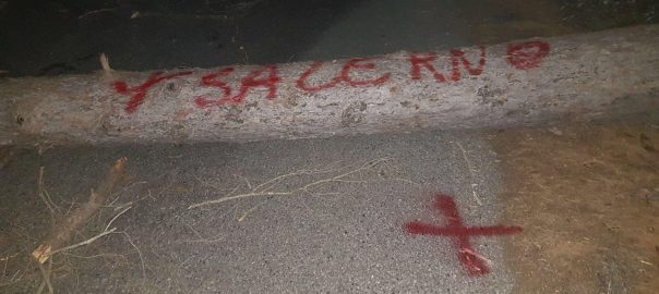 Intimidazioni a Salerno e 25 alberi tagliati: Legambiente esprime solidarietà e condanna il vile atto