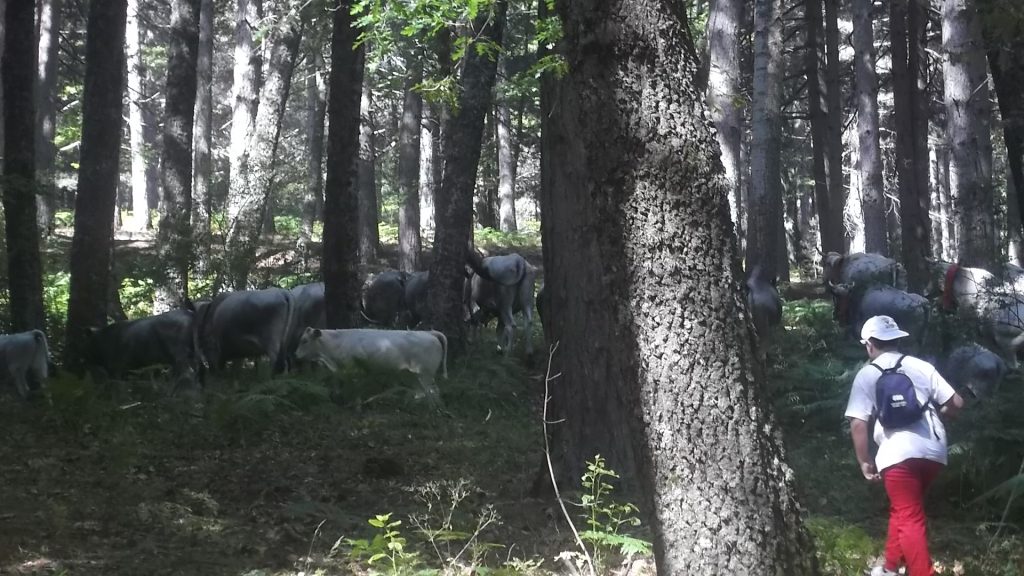 Festa della transumanza a Mesoraca. Scalise: bisogna promuovere la pastorizia
  