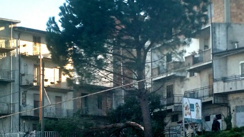 Raffiche di vento, alberi spezzati e diversi disagi