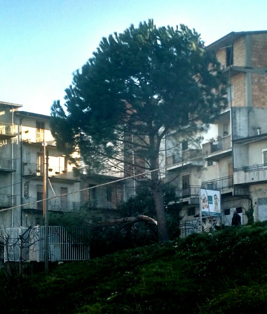 Raffiche di vento, alberi spezzati e diversi disagi