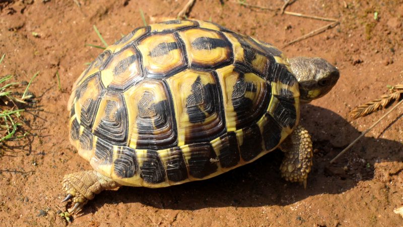 Sequestrate 171 tartarughe protette, due persone denunciate