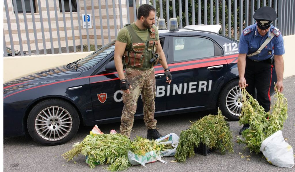 Trovato ingente quantitativo di canapa, sarebbero venute fuori undicimila dosi