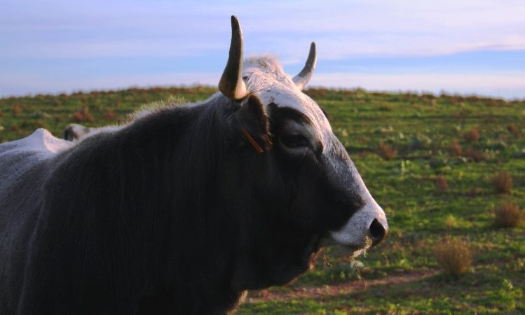 Podolica, opportunità di occupazione e turismo: convegno a Umbriatico