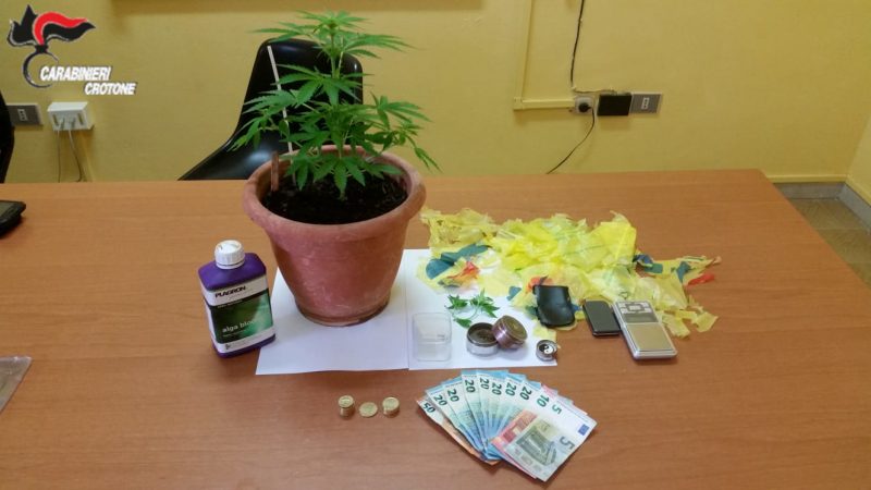 Coltivava cannabis, denunciato minorenne