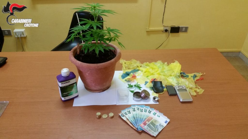 Coltivava cannabis, denunciato minorenne
  