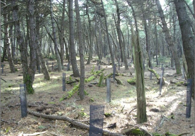 Taglia sei metri cubi di alberi di pino marittimo un arresto