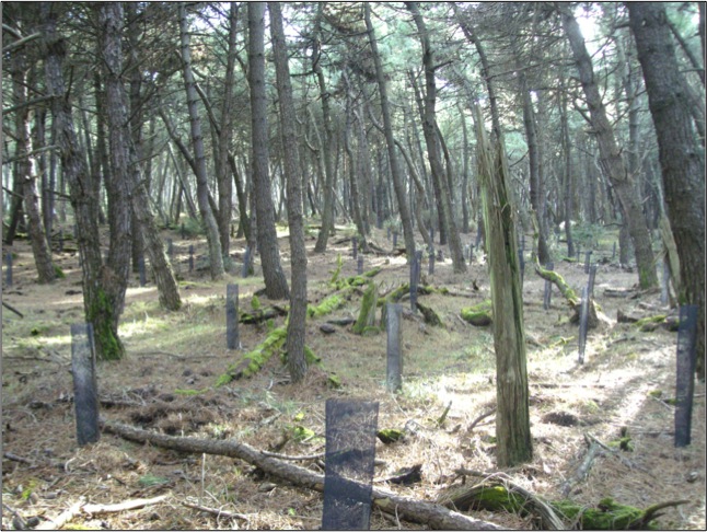 Taglia sei metri cubi di alberi di pino marittimo un arresto
  