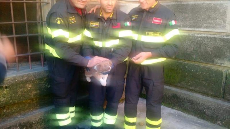 I Vigili del fuoco salvano cane al Liceo Scientifico