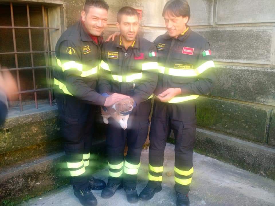 I Vigili del fuoco salvano cane al Liceo Scientifico