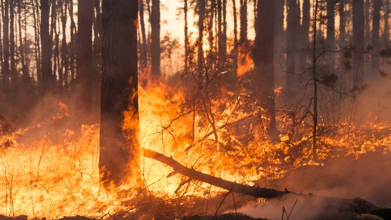 Incendi nel crotonese: parte l’attività di prevenzione