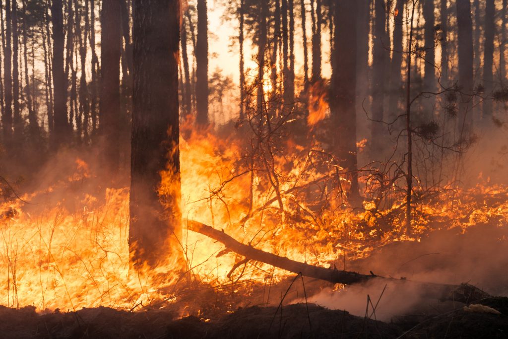 Incendi nel crotonese: parte l’attività di prevenzione