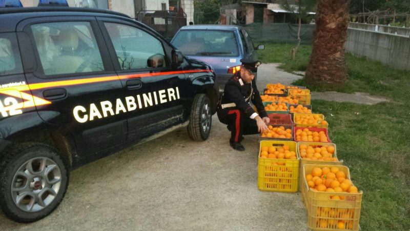 Furto di produzioni agricole a Roccabernarda. Arrestati tre cutresi dai Carabinieri