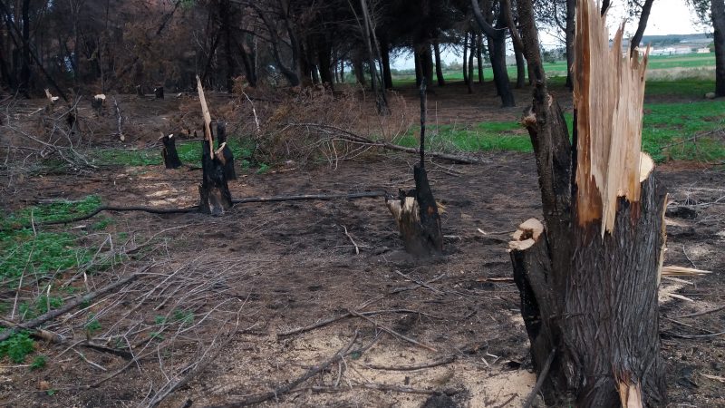 Arrestate 3 persone per furto aggravato di alberi