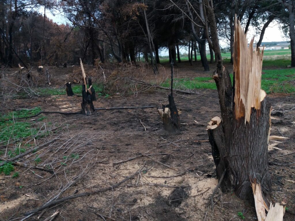 Arrestate 3 persone per furto aggravato di alberi