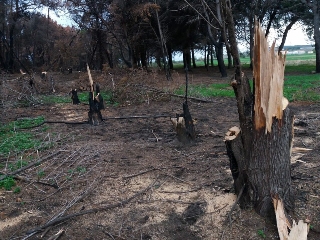 Arrestate 3 persone per furto aggravato di alberi
  