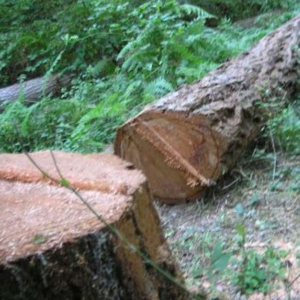 Incidente sul lavoro: muore nei boschi della Sila un 30enne di Cotronei