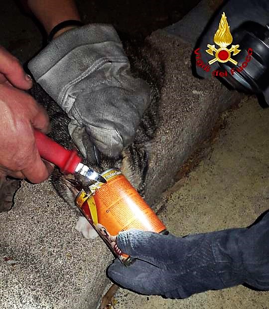 Salvano gattino incastrato con la testa in una lattina