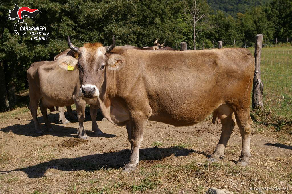 Cotronei: due denunce per pascolo abusivo
  