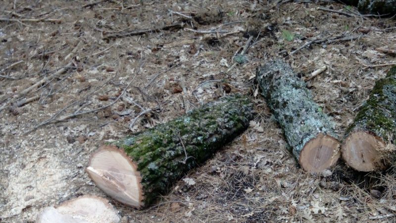 Continuano i tagli abusivi nel Parco