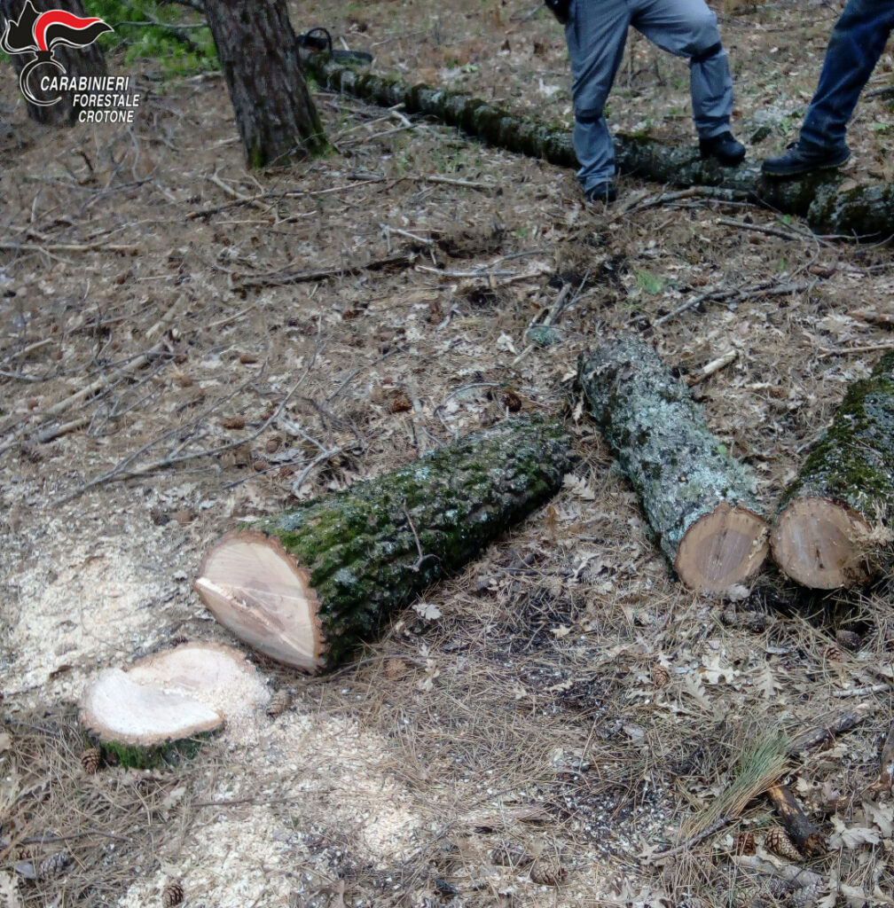 Continuano i tagli abusivi nel Parco