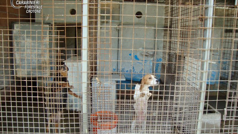 Allevamento illegale di cani a Rocca di Neto