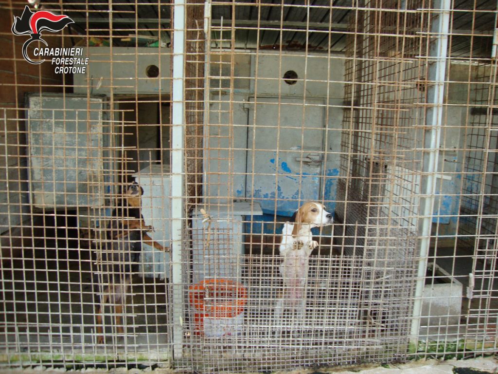 Allevamento illegale di cani a Rocca di Neto