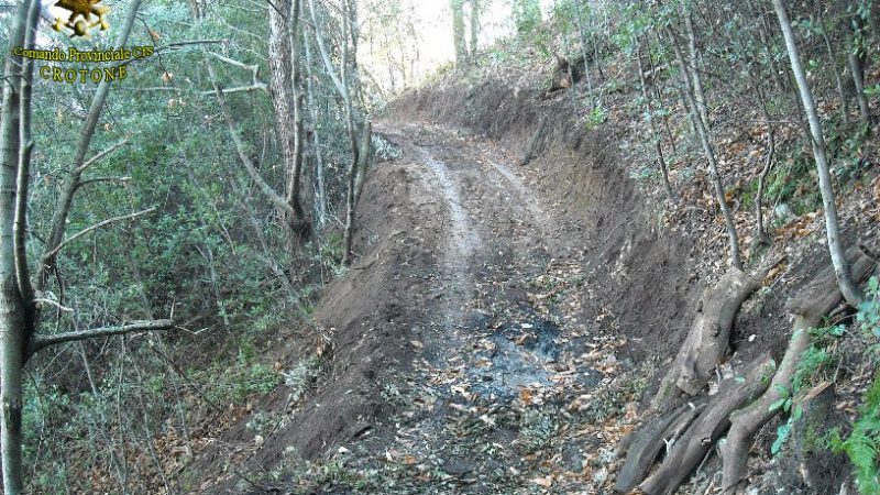 PISTE CARRABILI NON AUTORIZZATE SCOPERTE IN UN BOSCO A PETILIA