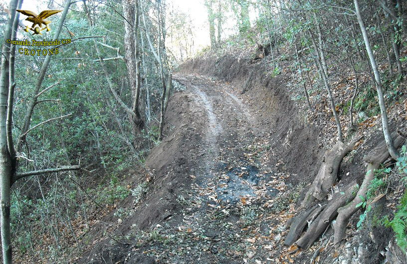 PISTE CARRABILI NON AUTORIZZATE SCOPERTE IN UN BOSCO A PETILIA