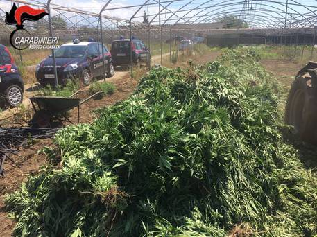 Trovate 15 mila piante di marijuana
  