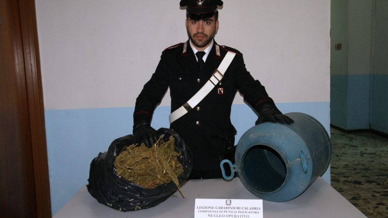 I Militari di Petilia trovano 2,4 Kg di marijuana