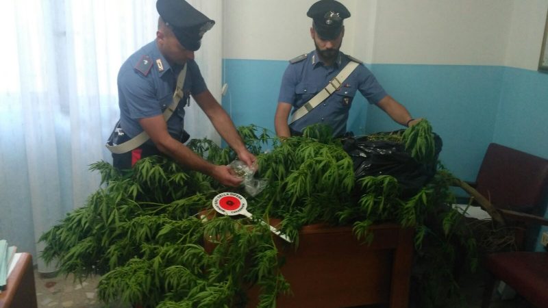 Altro blitz della Compagnia di Petilia: a Mesoraca coltivazione di marijuana