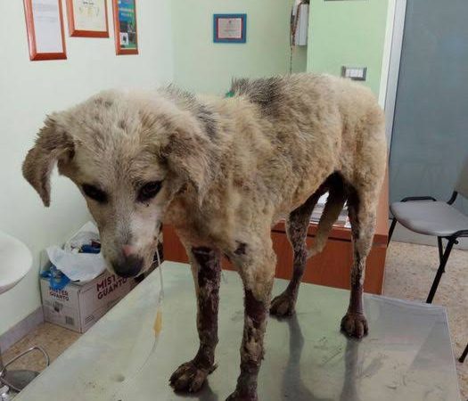 Cagnetta trascinata sull’asfalto con un cappio