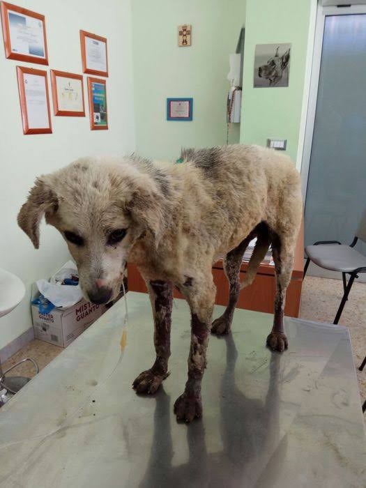 Cagnetta trascinata sull’asfalto con un cappio
  