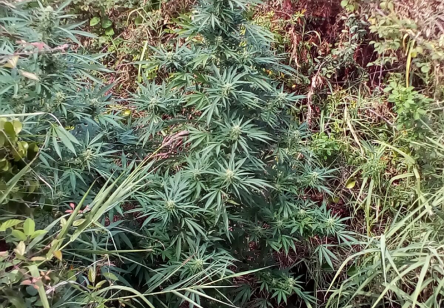 I Carabinieri della Stazione di Cirò sequestrano alcune piante di Cannabis alte circa 3 metri.
