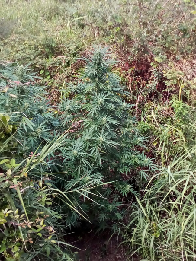 I Carabinieri della Stazione di Cirò sequestrano alcune piante di Cannabis alte circa 3 metri.
  